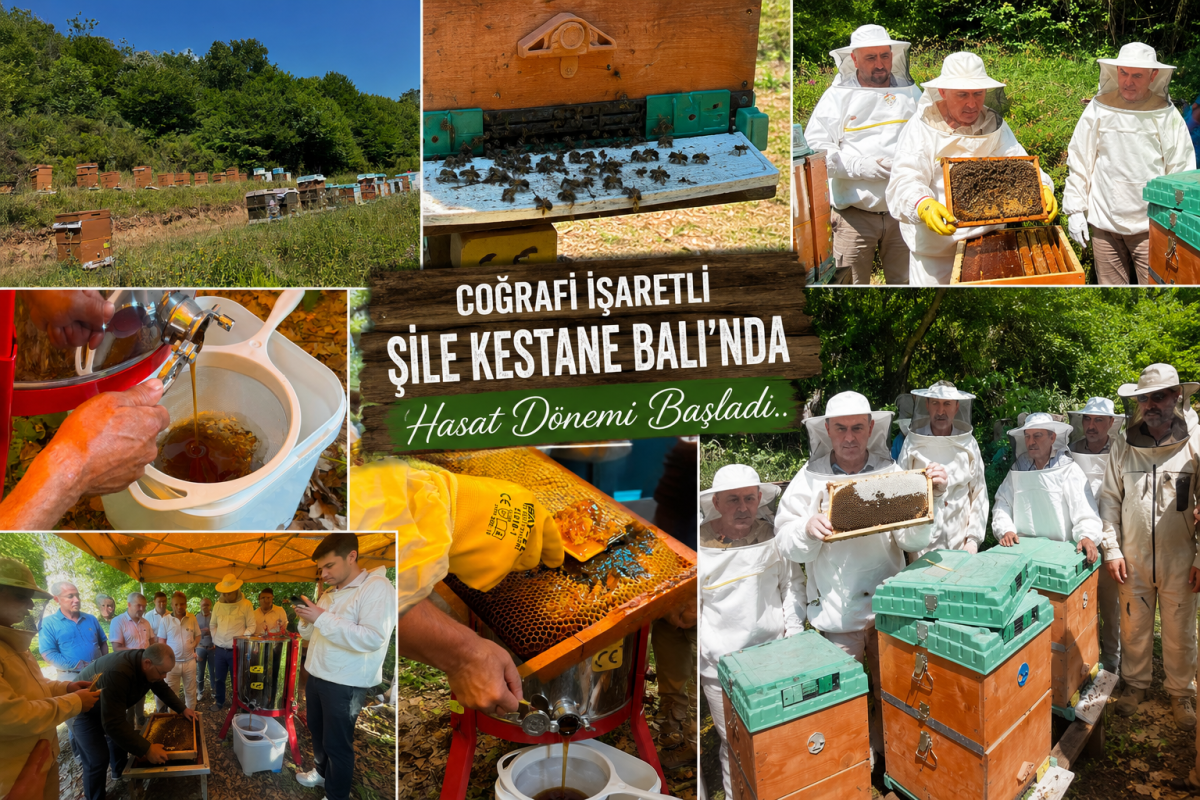 Coğrafi İşaretli Şile Kestane Balı’nda Hasat Dönemi Başladı   Şile İlçe Tarım ve Orman Müdürlüğü tarafından Ovacık Mahallesinde Şile Arıcılık ve Arı Ürünleri Tarımsal Kalkınma Kooperatifi Ahmet Can'a ait arılıkta şenlik havas
