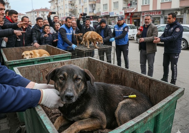 Skandal Görüntülere Adli Süreç Başlatıldı! Pamukova'da Yaralı Köpeği Çöpe Atan Şahıs Yakalandı!