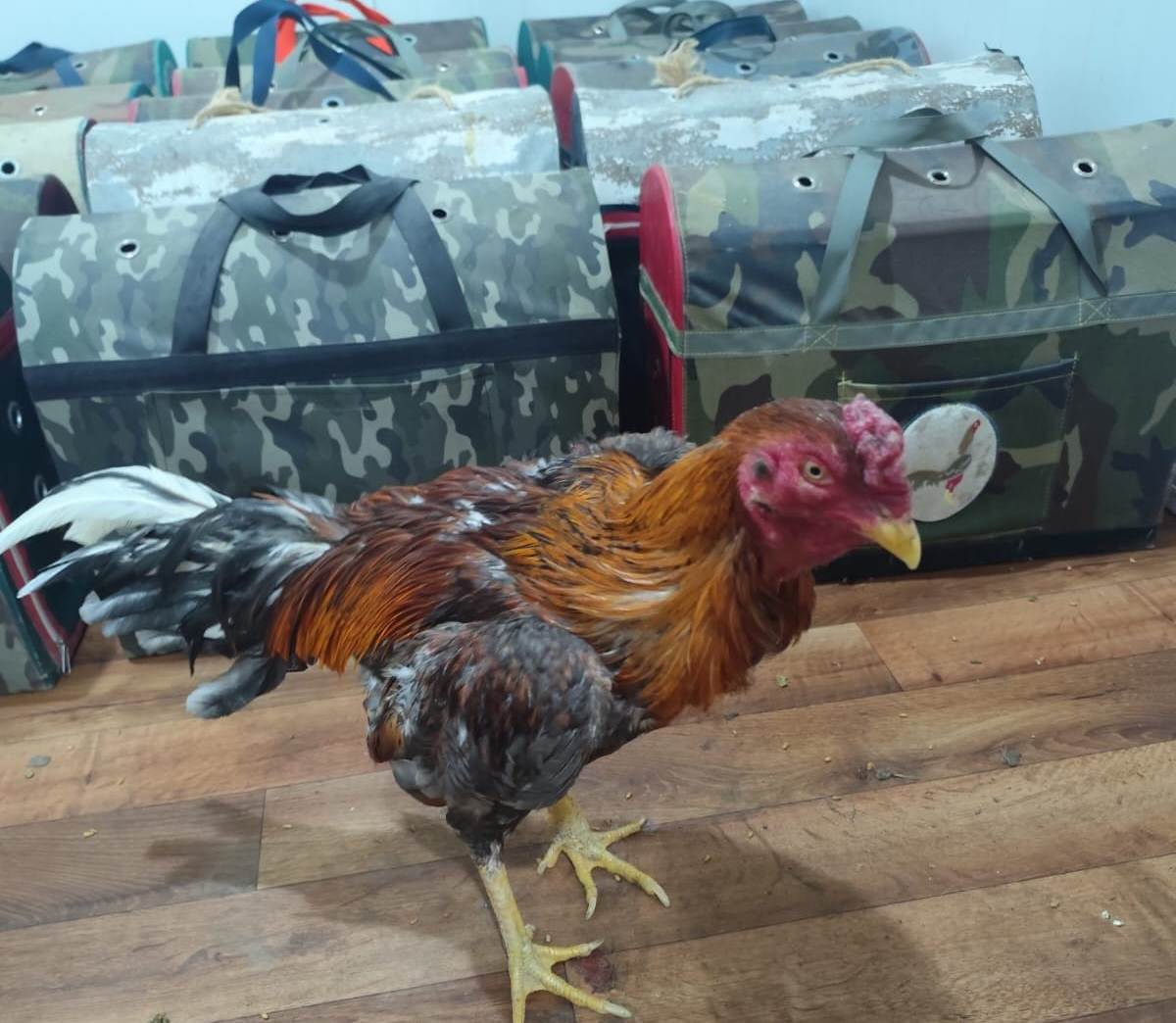 SAKARYA'DA HOROZ DÖVÜŞÜ OPERASYONU: JANDARMADAN KAÇAMADILAR!