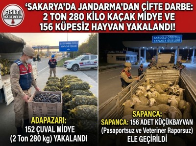 Sakarya'da Jandarmadan Çift Katlı Denetim Darbesi: Tonlarca Kaçak Midye ve Küpesiz Hayvan Yakalandı!